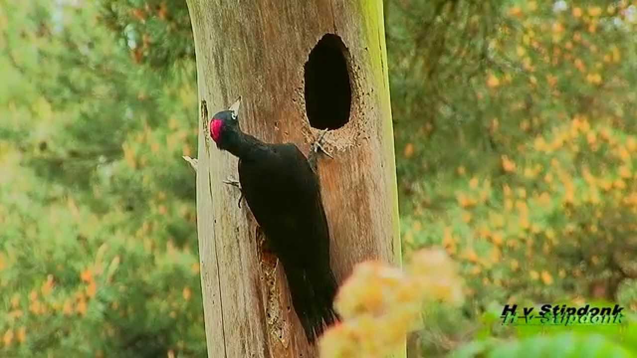 Groene Specht, Grote Bonte en Zwarte specht.