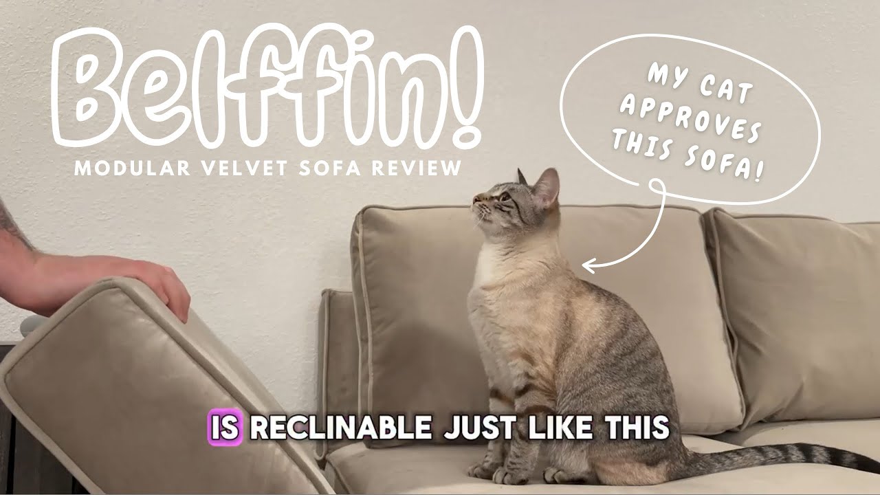 Обзор модульного дивана Belffin &ndash; Почему мой кот выбрал его!!!