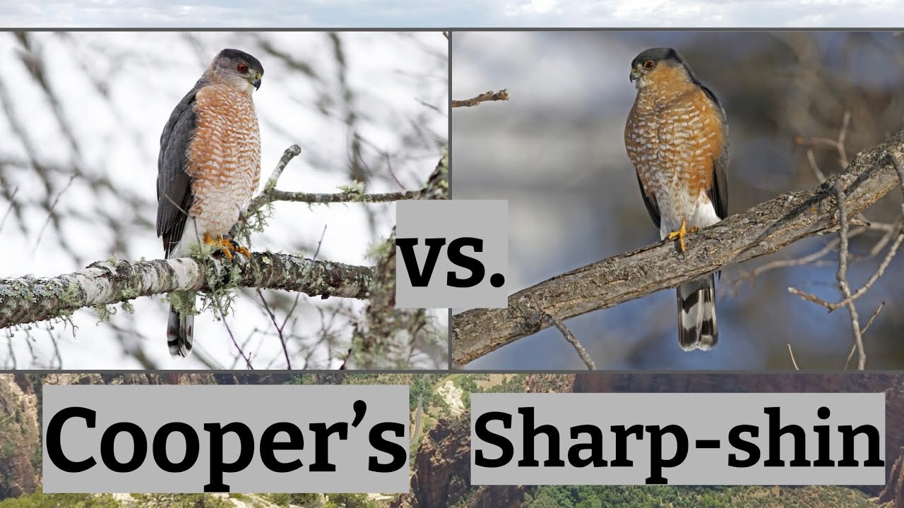Cooper’s Hawk vs. Sharp-shinned Hawk | Bird Comparison