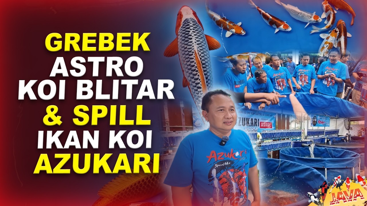 GREBEK ASTRO KOI BLITAR - KITA REVIEW IKAN AZUKARINYA!