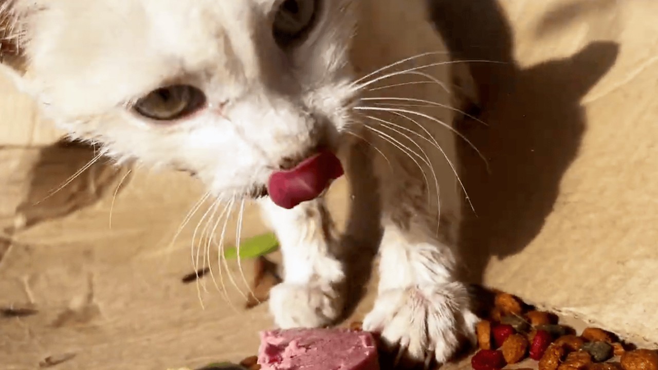 best friends to meet | street cats