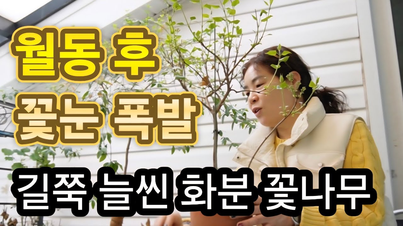 [260307] 길쭉길쭉한 외목대 화분 식물들, 완벽한 꽃눈 잉태! 올봄에도 잘 키워보겠습니다^^