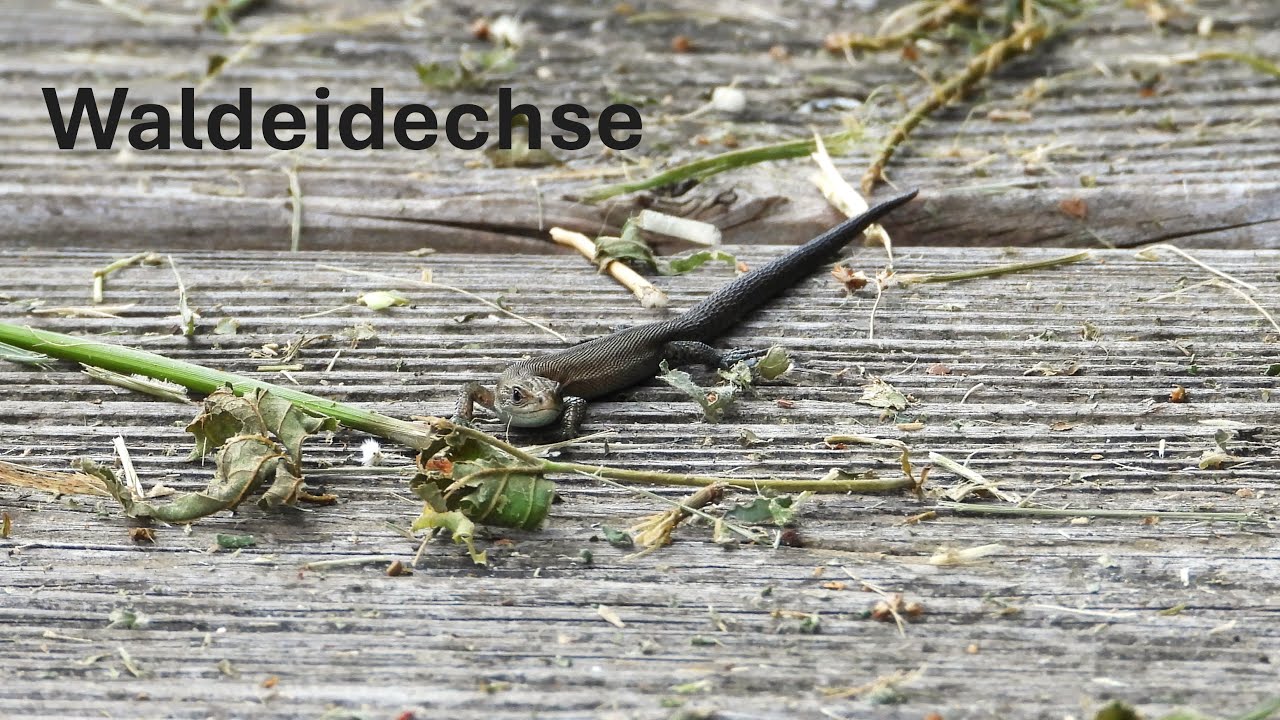 Waldeidechse