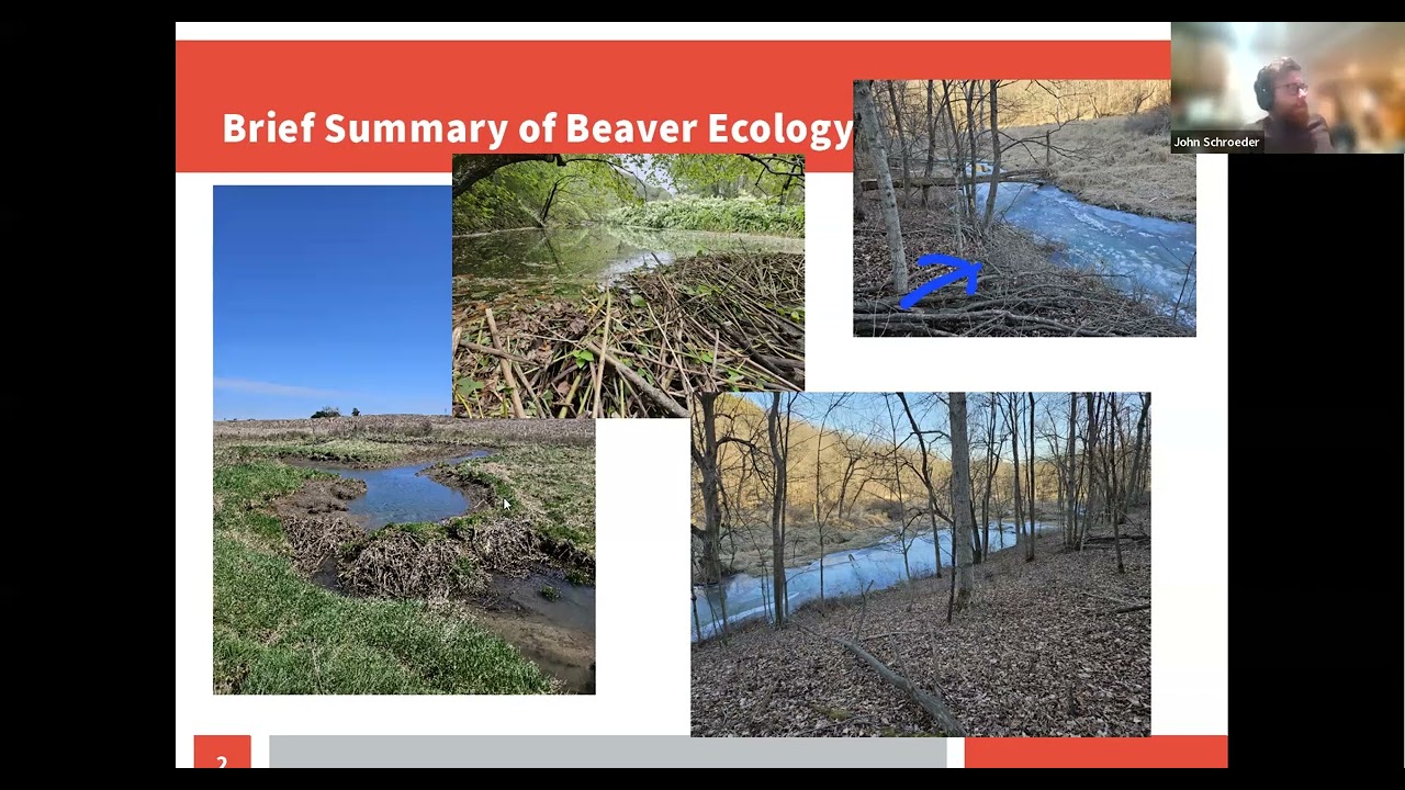 Beavers as Land Stewards: A Practical Look at Coexistence in Iowa - Winter Webinar