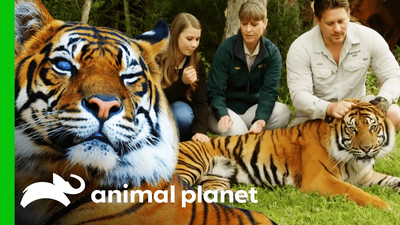 Australia Zoo's Tiger Conservation Programme | Crikey! It's The Irwins