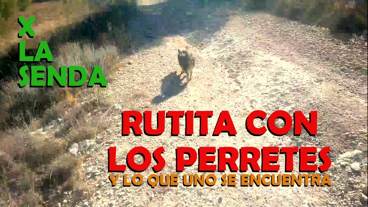 Aver&iacute;a en moto - Rutita con los perretes