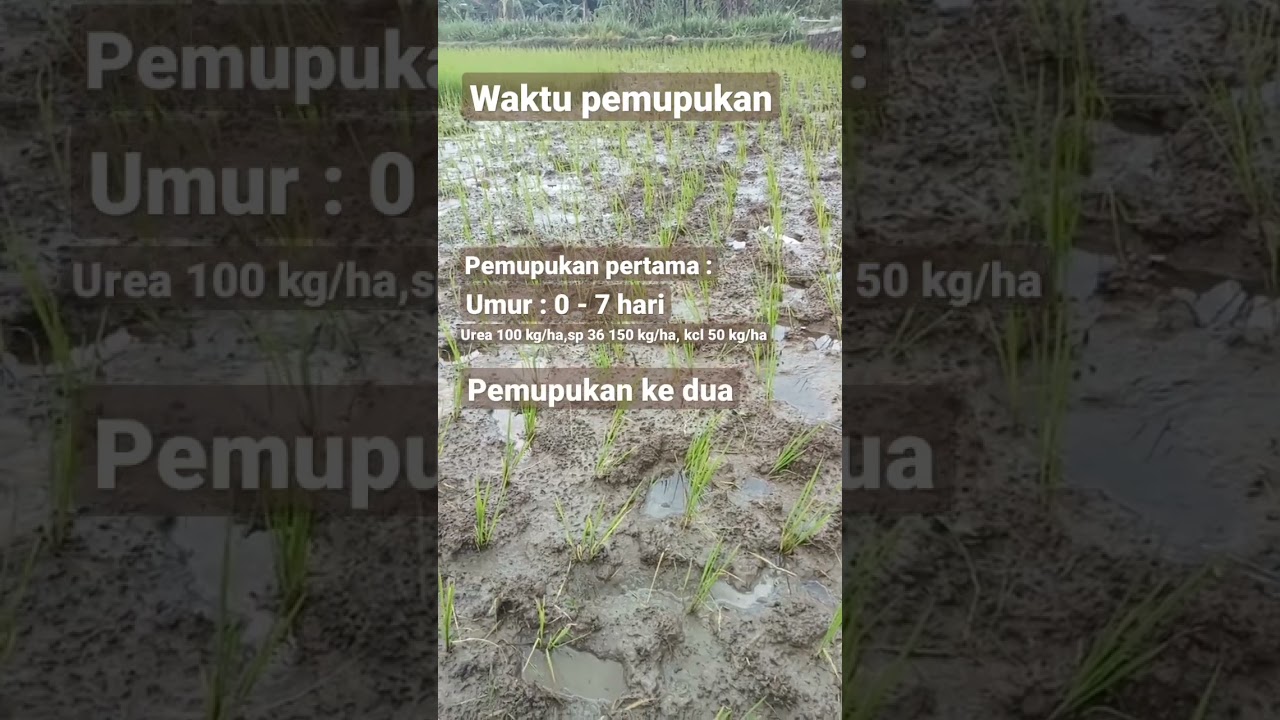 PEMUPUKAN TANAMAN PADI #shorts #pupuk #padi