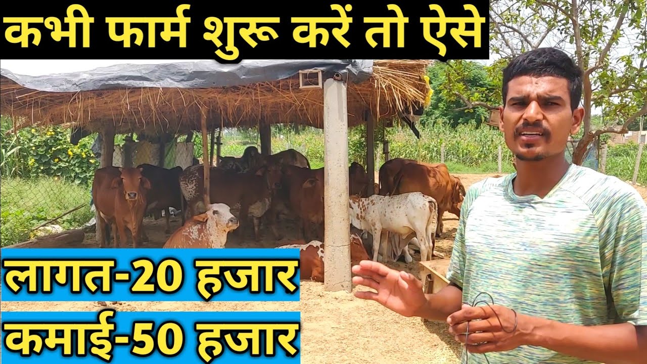 बहुत ही सस्ते में 22 के युवा ने बनाई गोशाला|How to Start Sahiwal Cow Dairy farm
