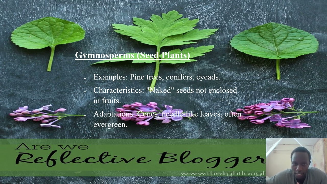 Survey Of Plant Kingdom by; Mr Kogei