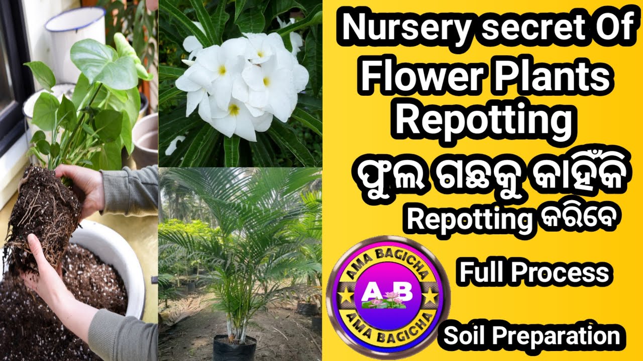 Nursery Secret Of Flower Plants Repotting, ଫୁଲ ଗଛକୁ କେତେବେଳେ ଓ କାହିଁକି Repotting କରିବେ? #gardening