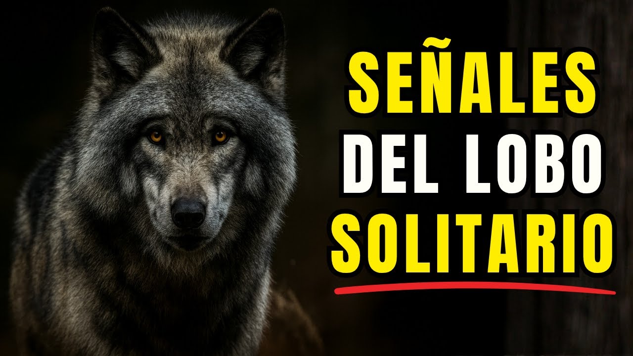 10 SE&Ntilde;ALES OBVIAS de que ERES un LOBO SOLITARIO | Hombre Sigma