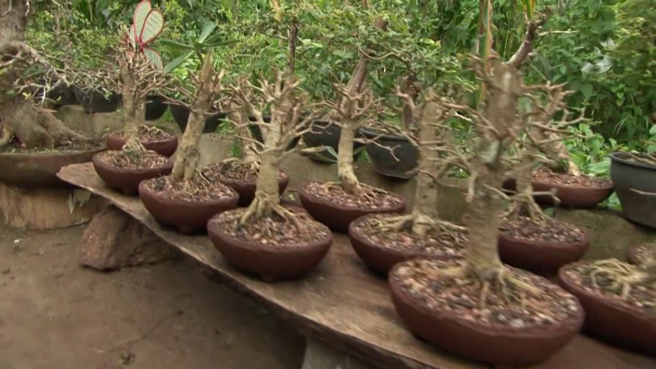 A arte do bonsai