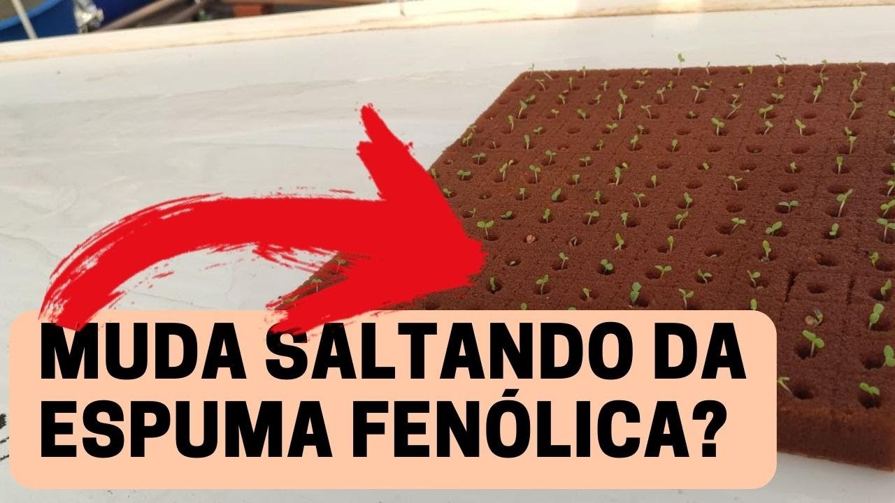 Um problema na produção de mudas na Espuma Fenólica !!!