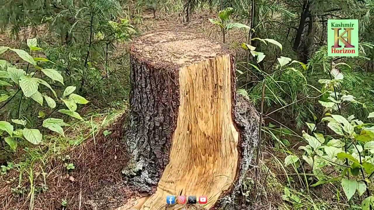 Strict Action by the Forest Department Against Illegal Tree Cutting : DFO Langate