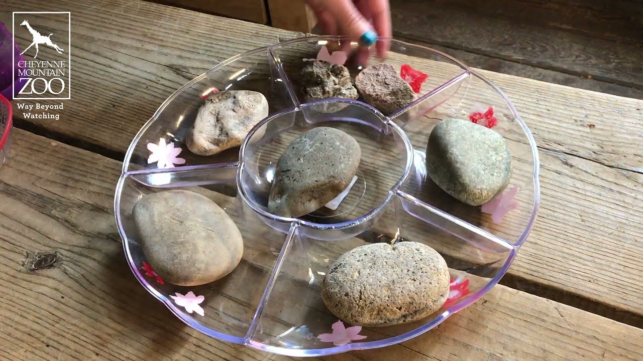 Pollinator Watering Station Craft - World Pollinator Week 2021