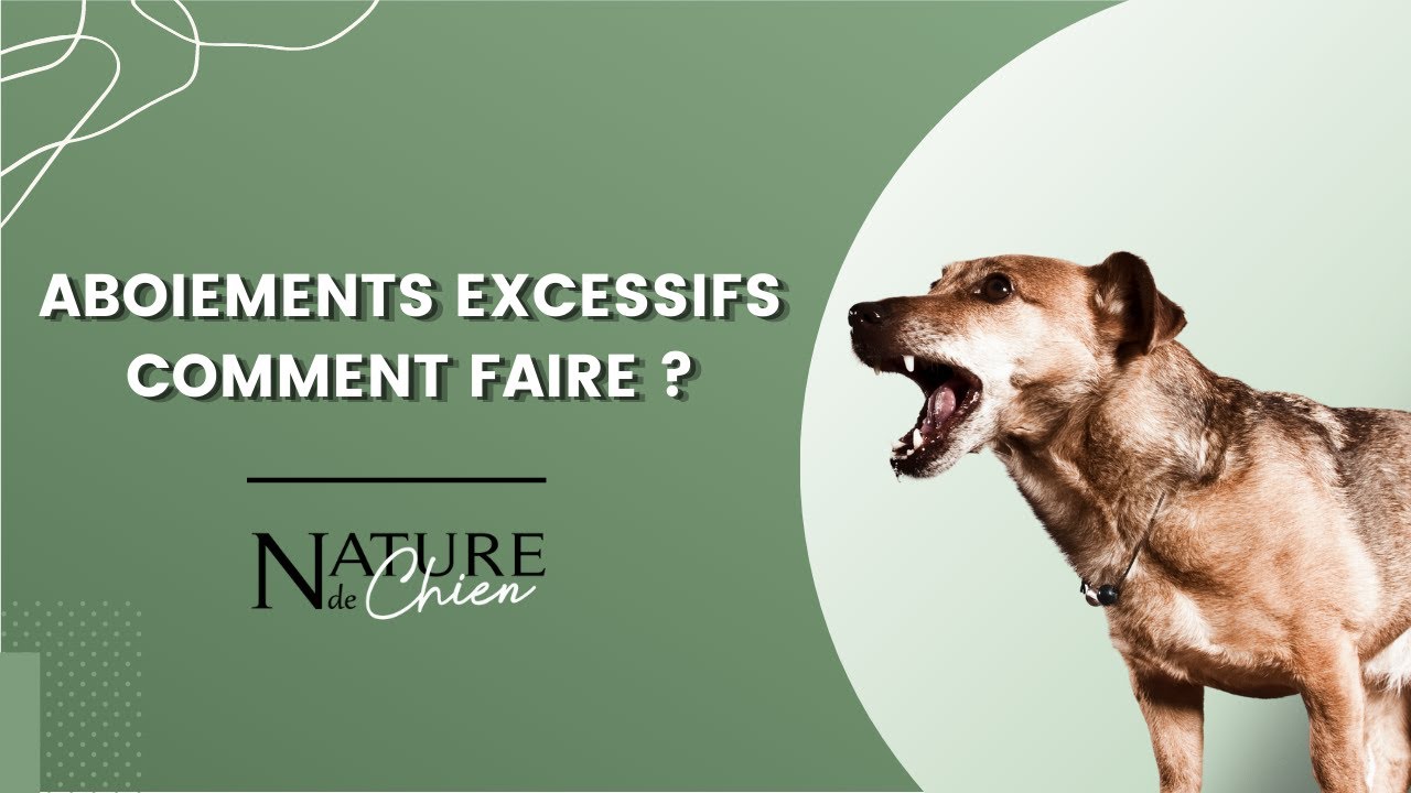 Aboiements excessifs : comment faire ?