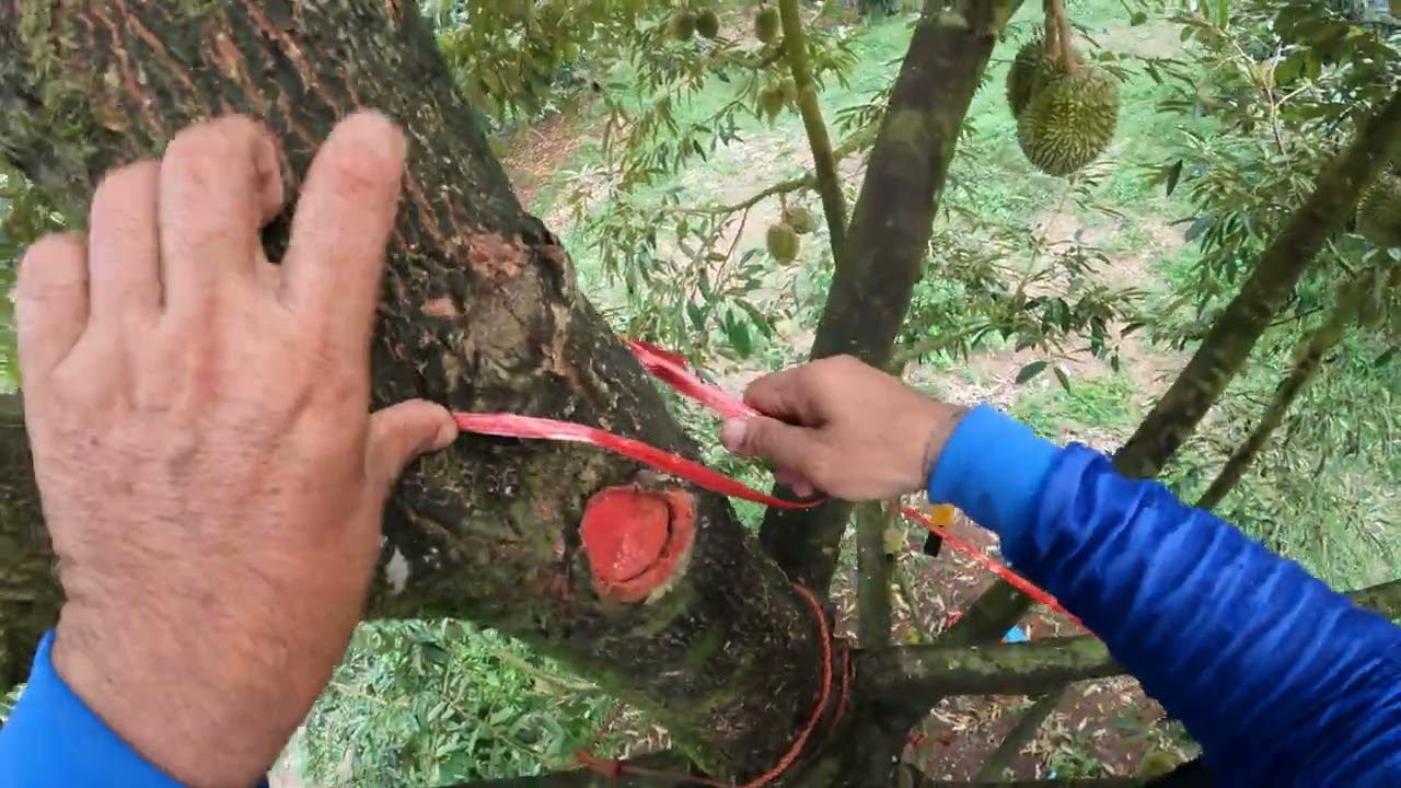 Ep.18การโยงทุเรียน