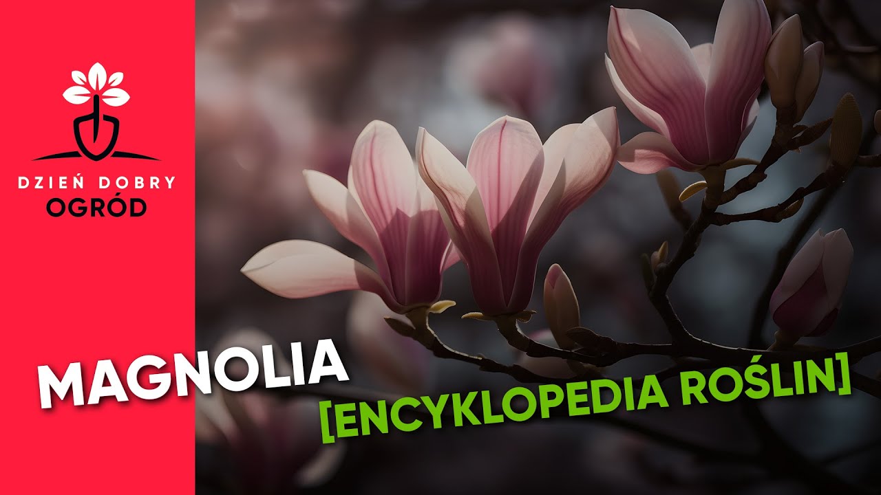 Magnolia - odmiany, wymagania, warunki, nawożenie, szkodniki