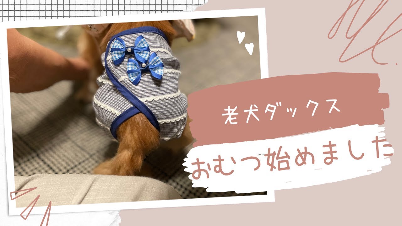 老犬ダックス　おむつ生活がはじまった