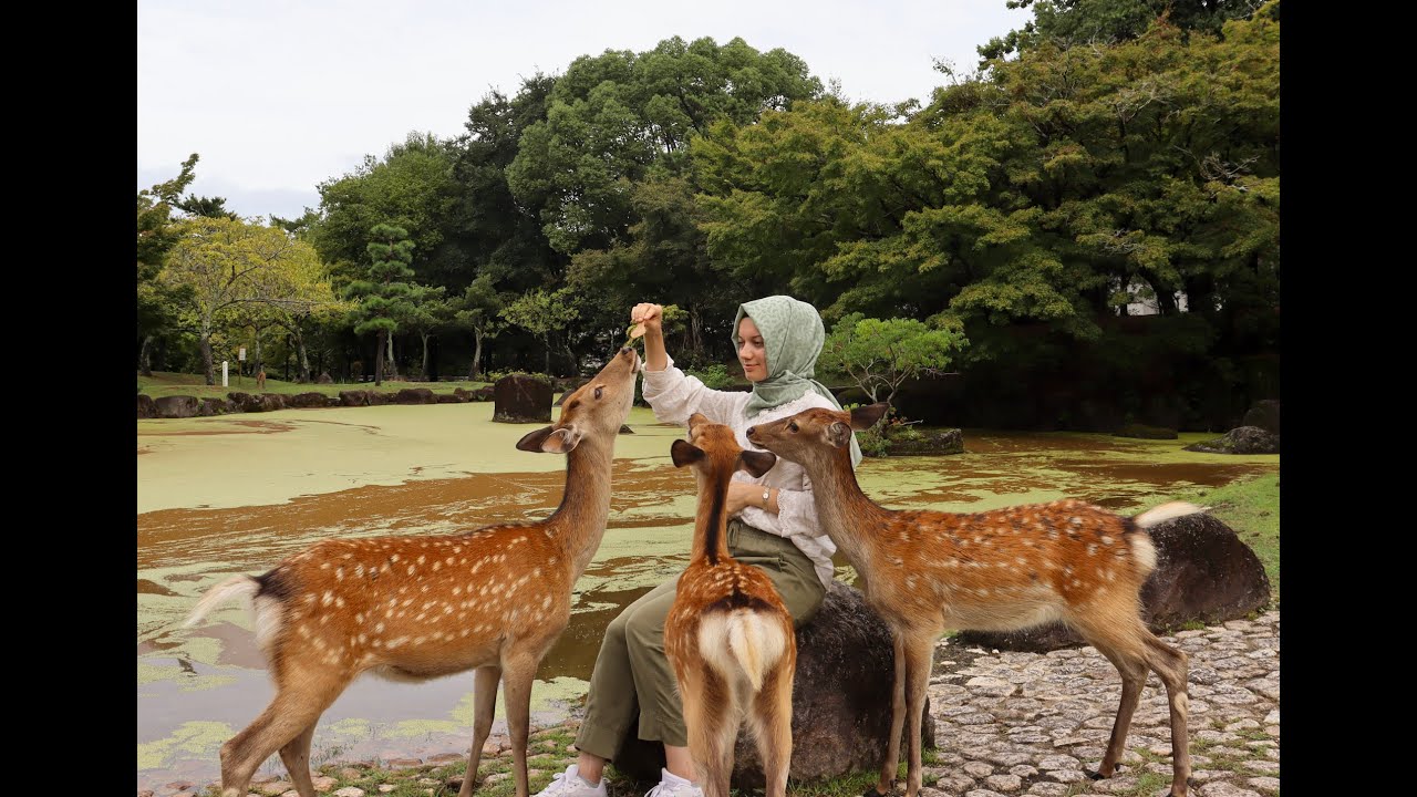 24 hours in Nara Japan 🦌