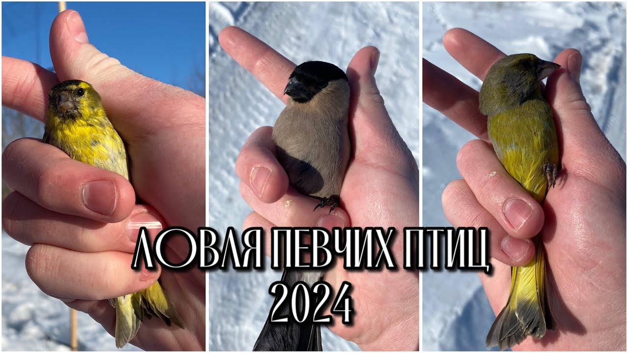 ПОЙМАЛИ ВЕСЕННИХ ЧИЖЕЙ.ЛОВЛЯ ПЕВЧИХ ПТИЦ.2024.ЗЯБЛИК.ЗЕЛЕНУШКА.СНЕГИРЬ.