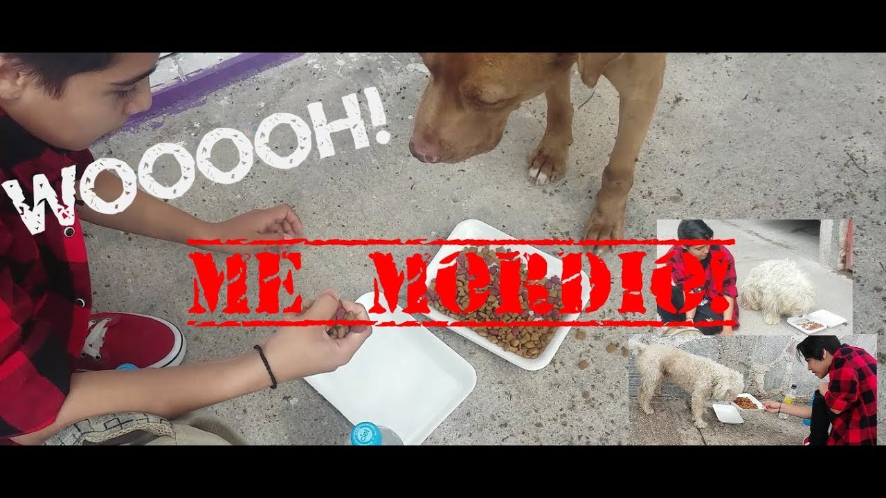Déjame ayudarte… (Dando de comer a perritos de la calle) | Jazmín Grilla