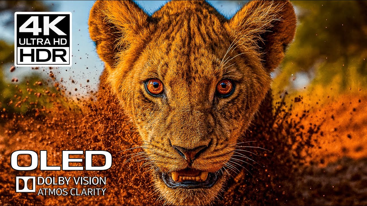INSANE 4K Ultra HD OLED Dolby Vision Atmos &ndash; African Savannah Wildlife Cinematic Experience