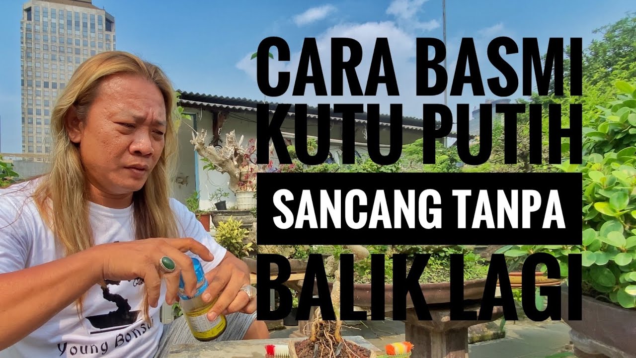 VIDEO 70 || CARA MENGATASI KUTU PUTIH PADA SANCANG / WAHONG SAMPAI GAK BALIK LAGI