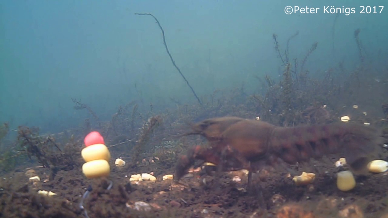 Crayfish on my Carp spot underwater video