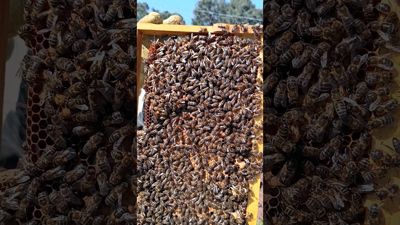 REALERAS DE ENJAMBRAZ&Oacute;N,💪🐝✨#apicultura #apiculture#nature #honey #beekeeping