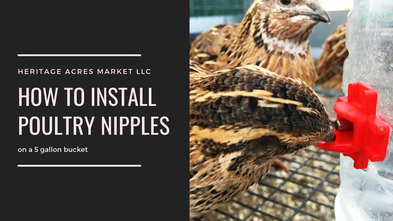 Horizontal chicken nipple installation on 5 gallon bucket