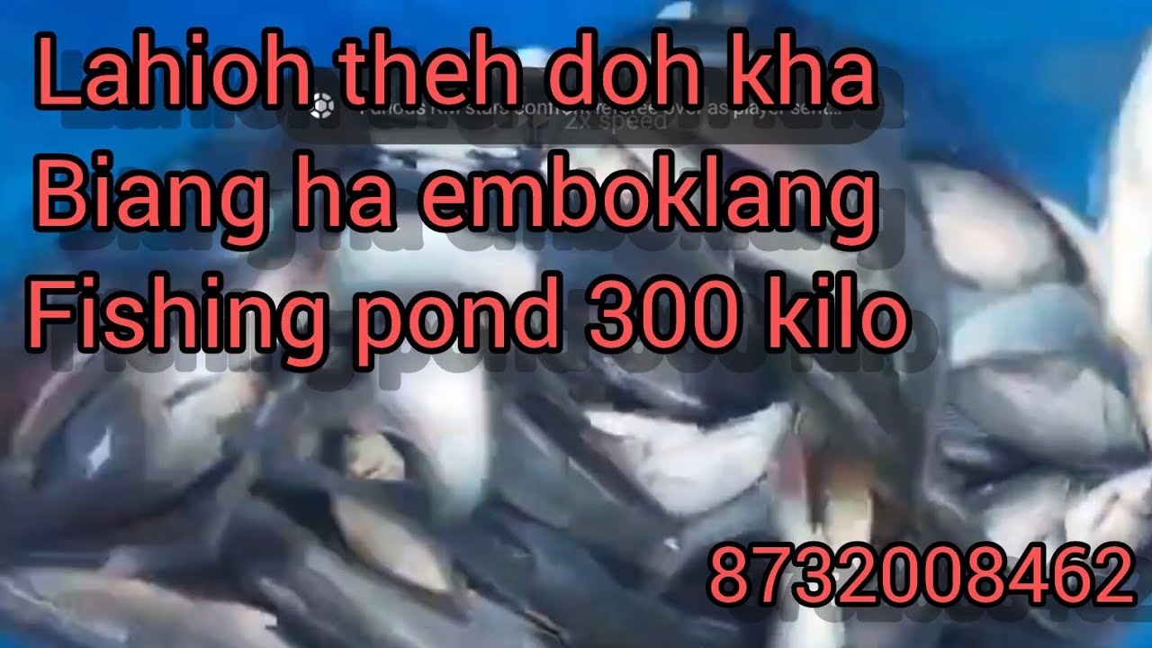 300 kilo lahioh ban theh dohkha biang ha pung emboklang fishing pond 