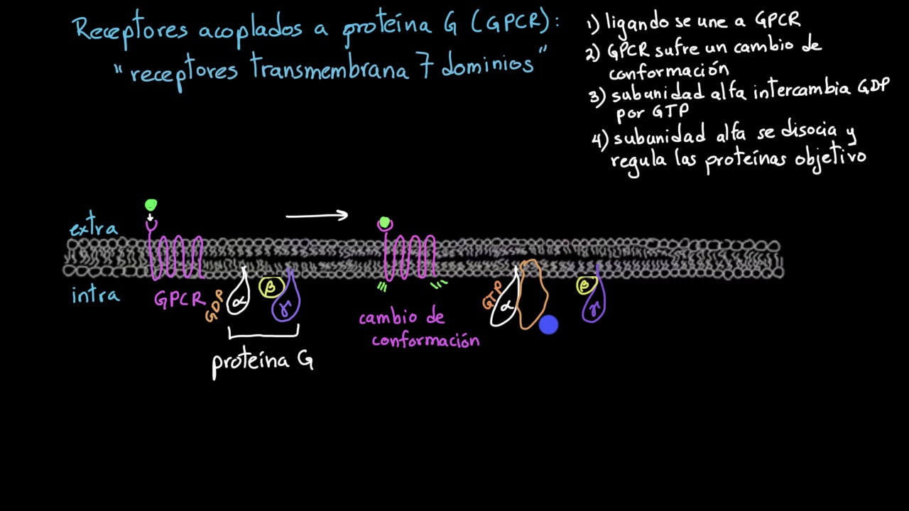 Receptores acoplados a proteína G | Khan Academy en Español