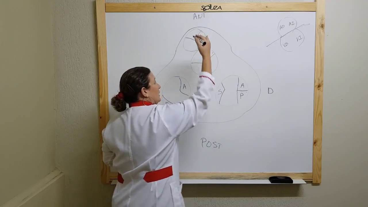 Corazón | Valvulas y orifícios
