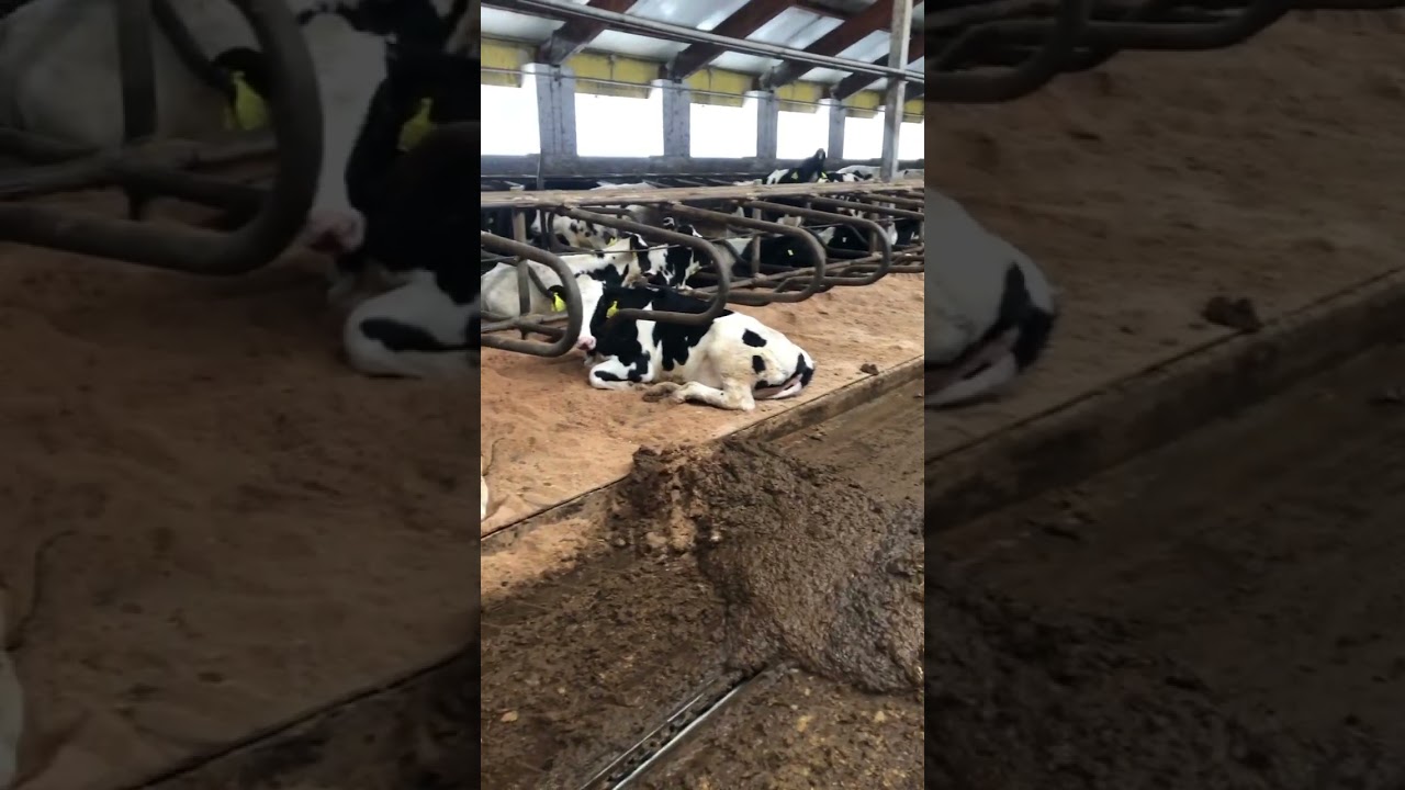 نظافة الابقار ،راحة الابقار ، تربية الابقار، رعاية الابقار #تربية_الابقار #روسيا #farm_life #العراق