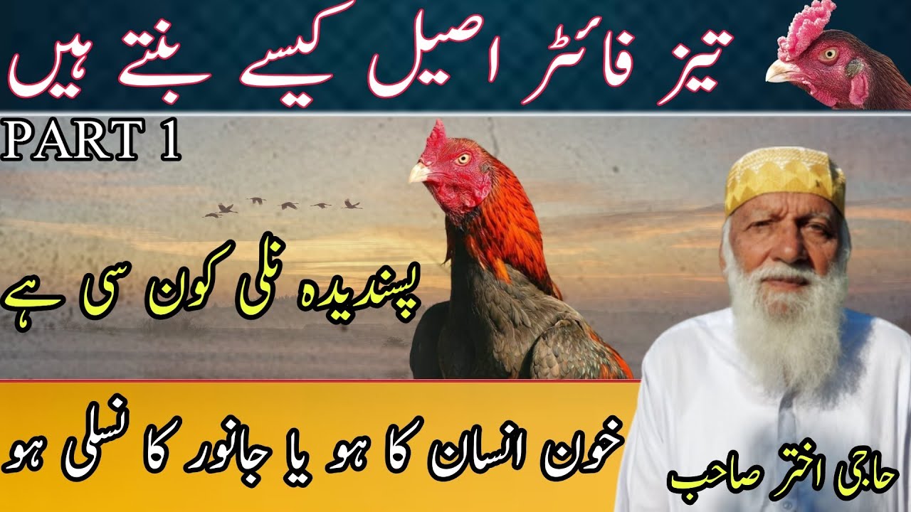 Aseel Discussion And Information With Haji Akhtar Sahib From Gujrat | Fighter Aseel Kaise Banaye