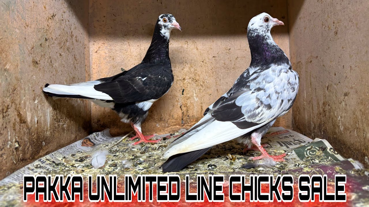 Pakka unlimited line chicks sale | 6374370483 | gaurenty chicks sale | #pigeonsale #pigeon 
