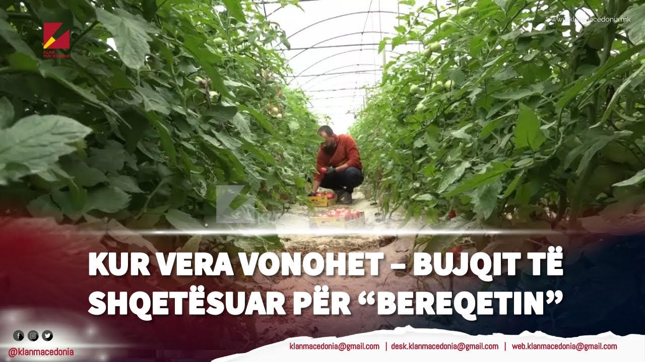 Kur vera vonohet – bujqit të shqetësuar për “bereqetin” | Klan Macedonia