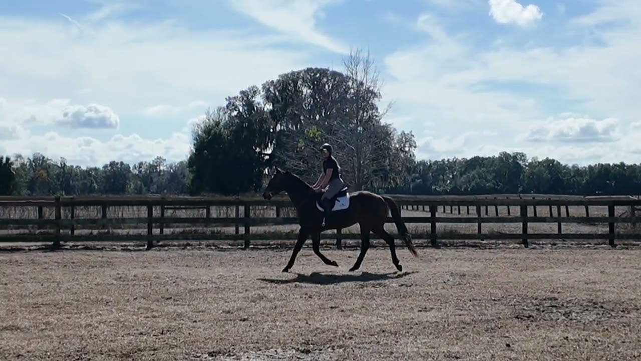 On Thin Ice WTC -Adoptable from our Ocala, FL Facility