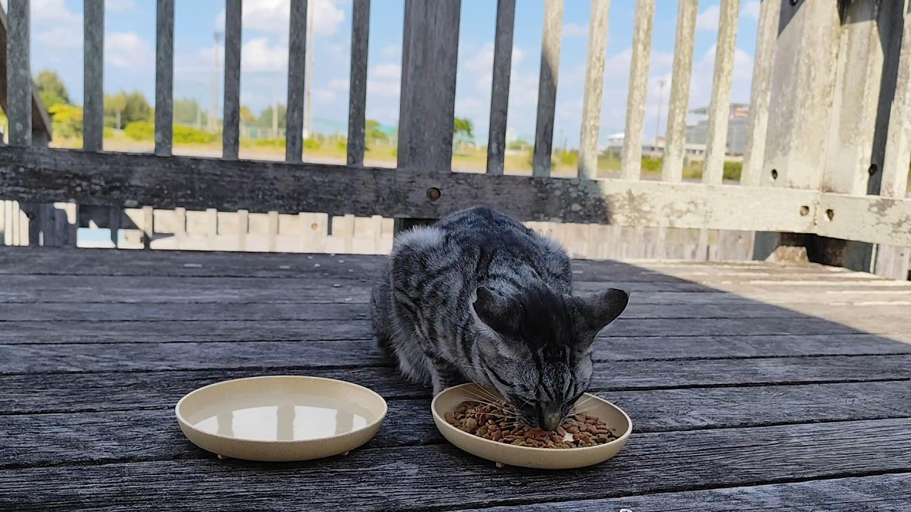 2025.12.10 猫巡り サバトラに美味しいカリカリと大好きなウェットフードを