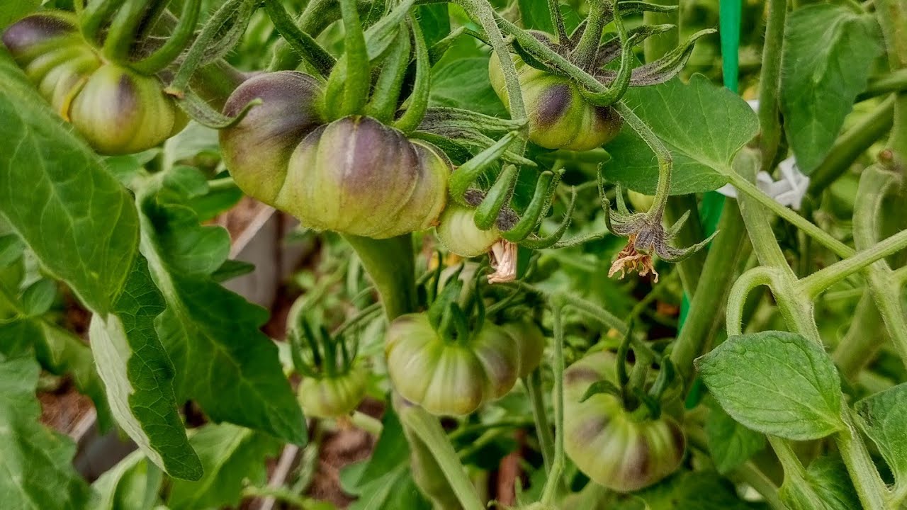 Привожу теплицу в порядок. Томатики вяжутся 🍅