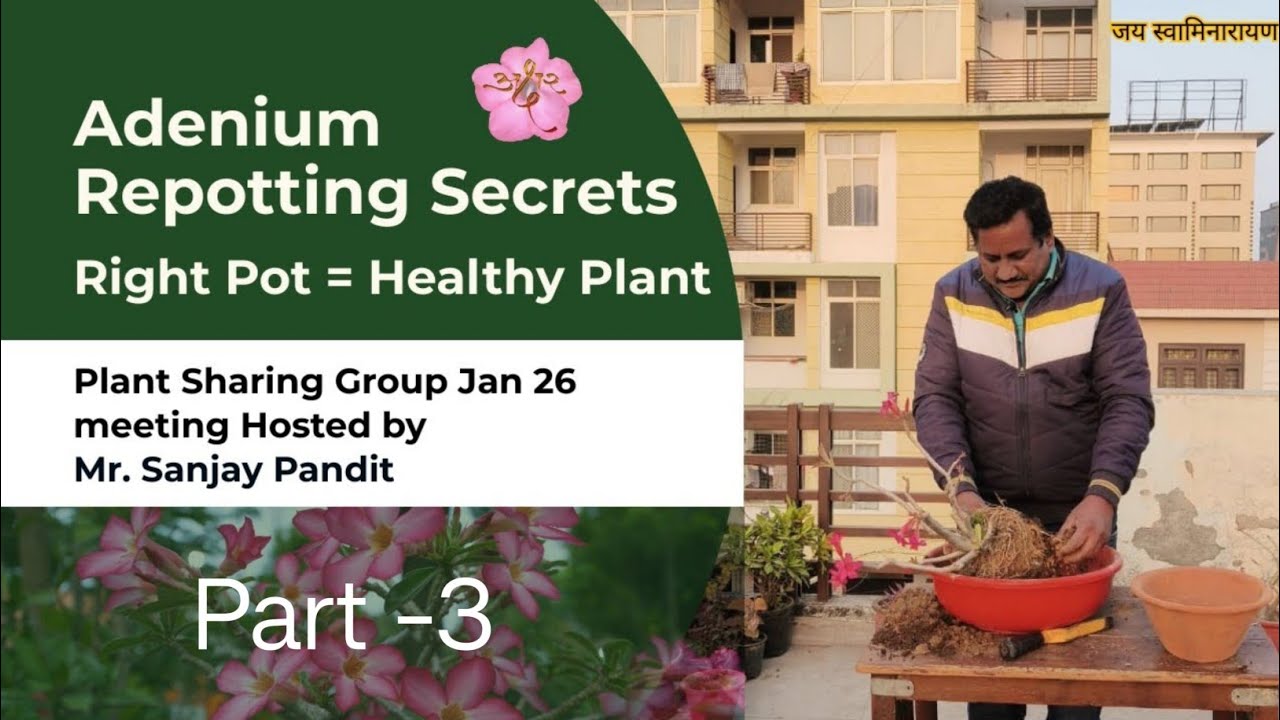 Plant sharing Jan 26 Group meeting Hosted By Mr. Sanjay Pandit | Adenium Repotting Part 3