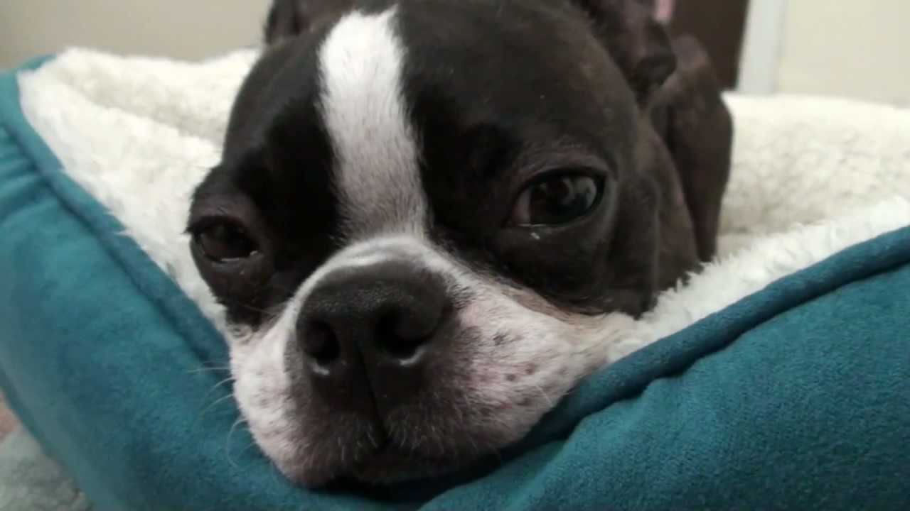 Sad Boston Terrier After Vet Visit
