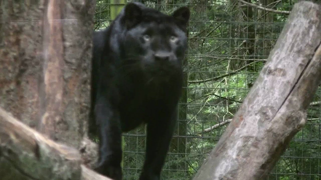 Black Panthers/Leopards/Jaguars
