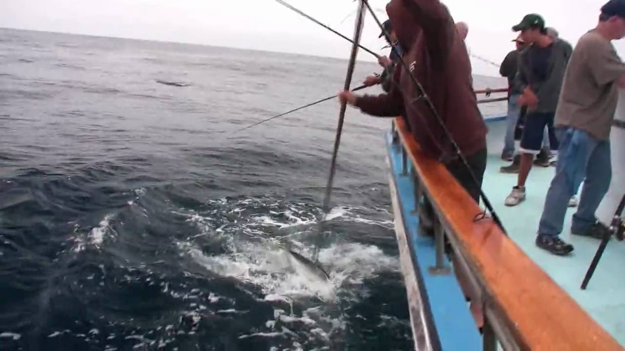 Aggressor-Cortes Bank Yellowtail and Offshore YellowFin Tuna