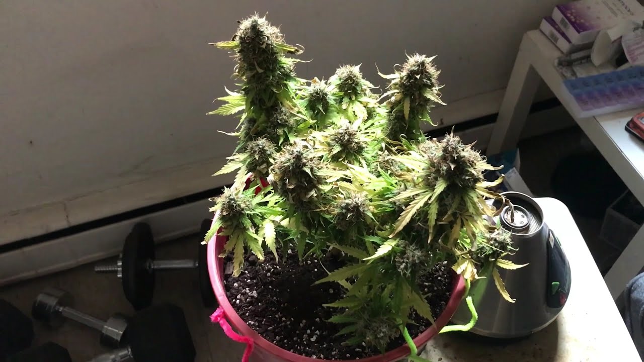Auto Flower White Widow Crop King Seeds Harvest