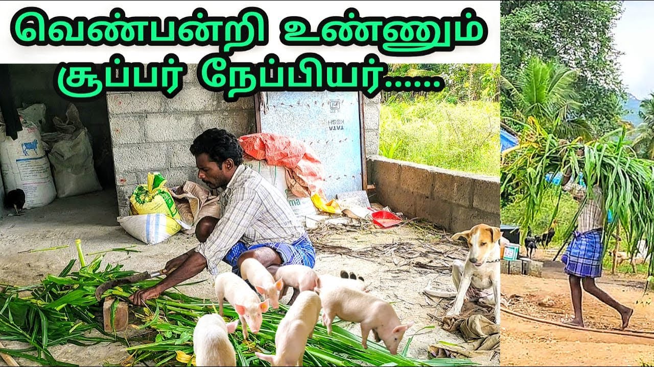 வெண் பன்றிகளுக்கு நார் சத்து  உணவு அளிப்ப | How to give fibre content feeds for white pigs #whitepig