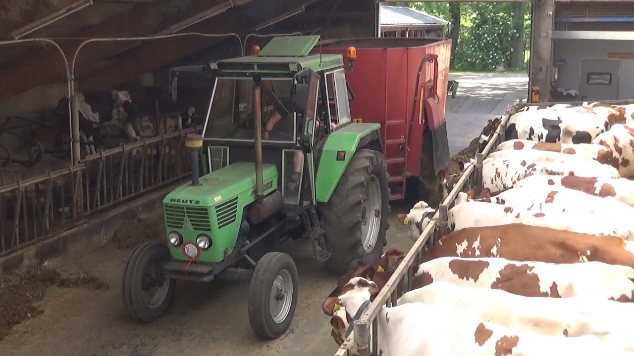 Franken Volmerink feeding dairy