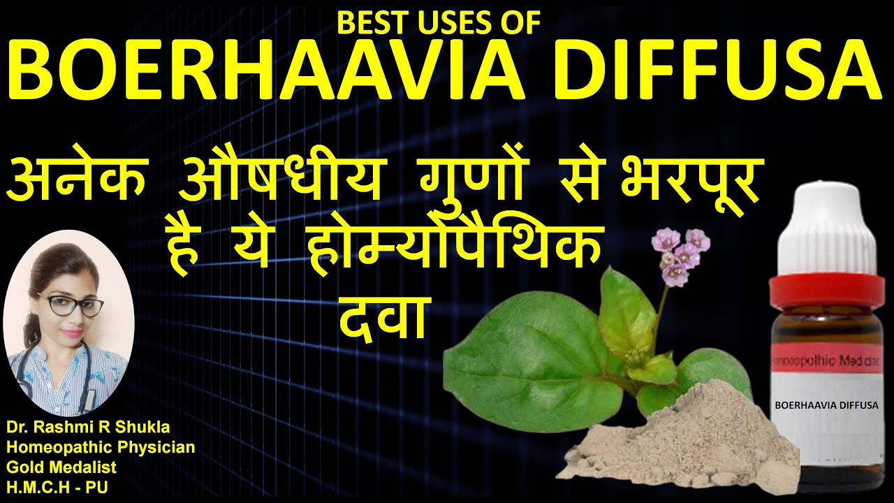 Boerhavia Diffusa Q |पुनर्नवा होम्योपैथिक मेडिसिन |शरीर को नया जीवन देने वाली  विश्वसनीय दवा