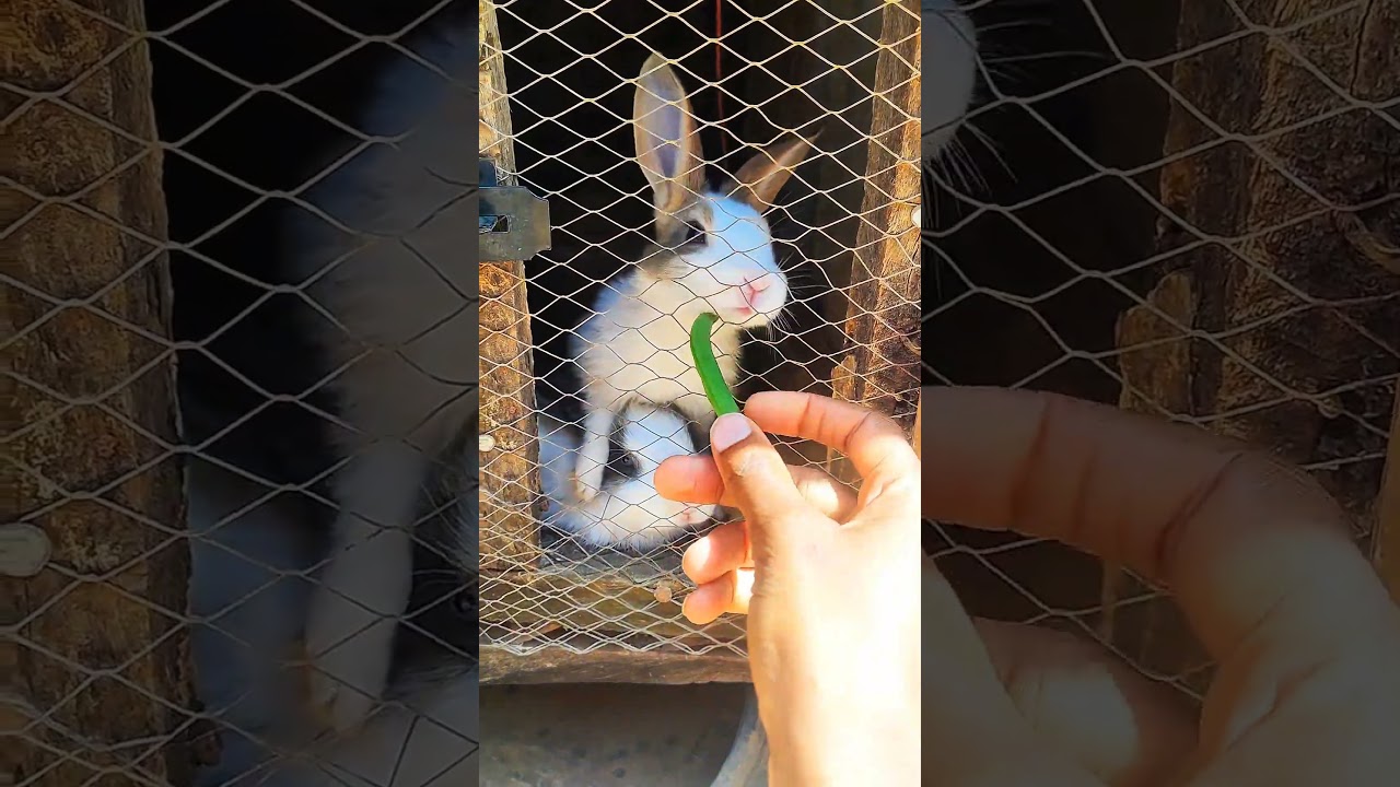 Two bunnies. One green beans. Adorable. 